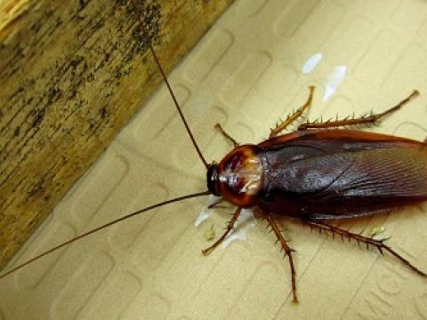 American Cockroach Periplaneta Americana