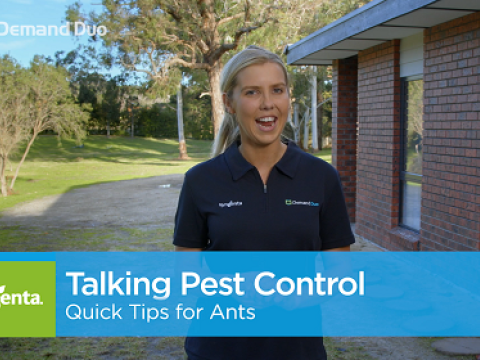 Aimee's Quick Tips for Ant Control