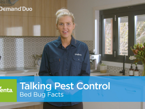Bed Bug Facts with Aimee