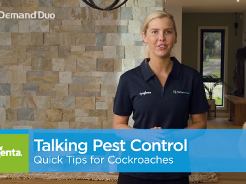 Aimee's quick tips for cockroach control