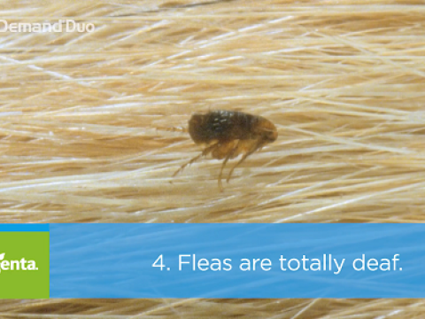 Talking Pest Control: Flea Facts