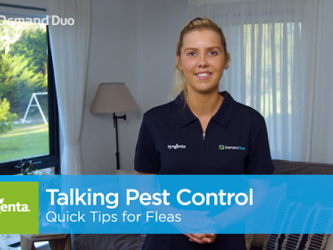 Talking Pest Control: Quick Tips for Flea Control