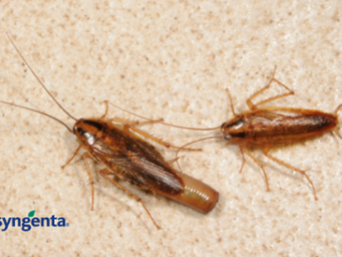 German Cockroach carrying an ootheca (egg case)