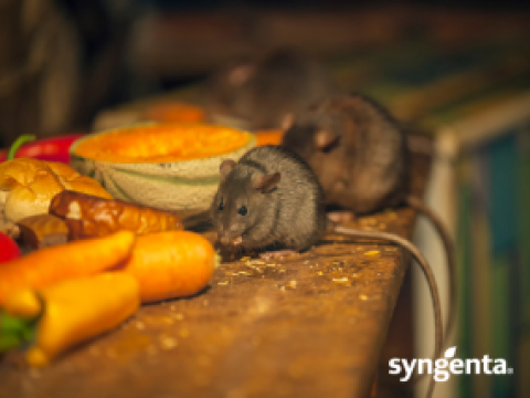 Rodents: Biology, infestation level and control  - Thumbnail image (285 × 214px)