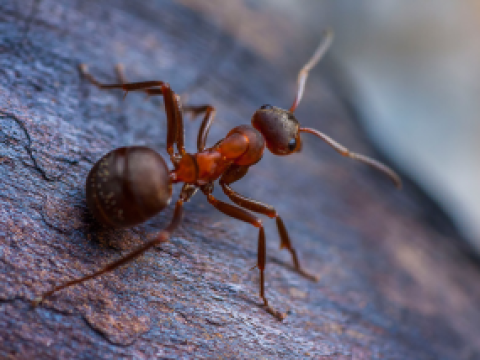 Ants teaser 2