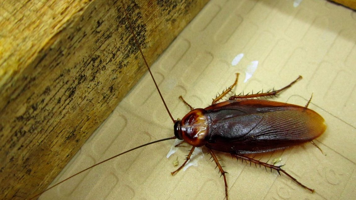 American Cockroach Periplaneta Americana