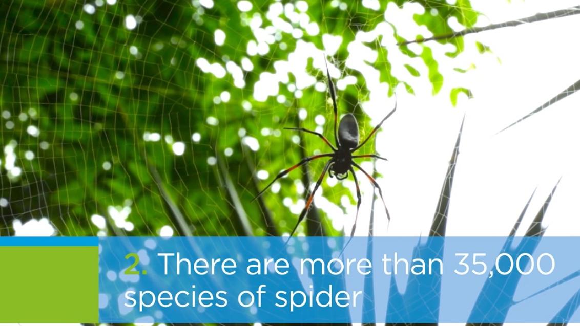 Aimee Spider Facts 