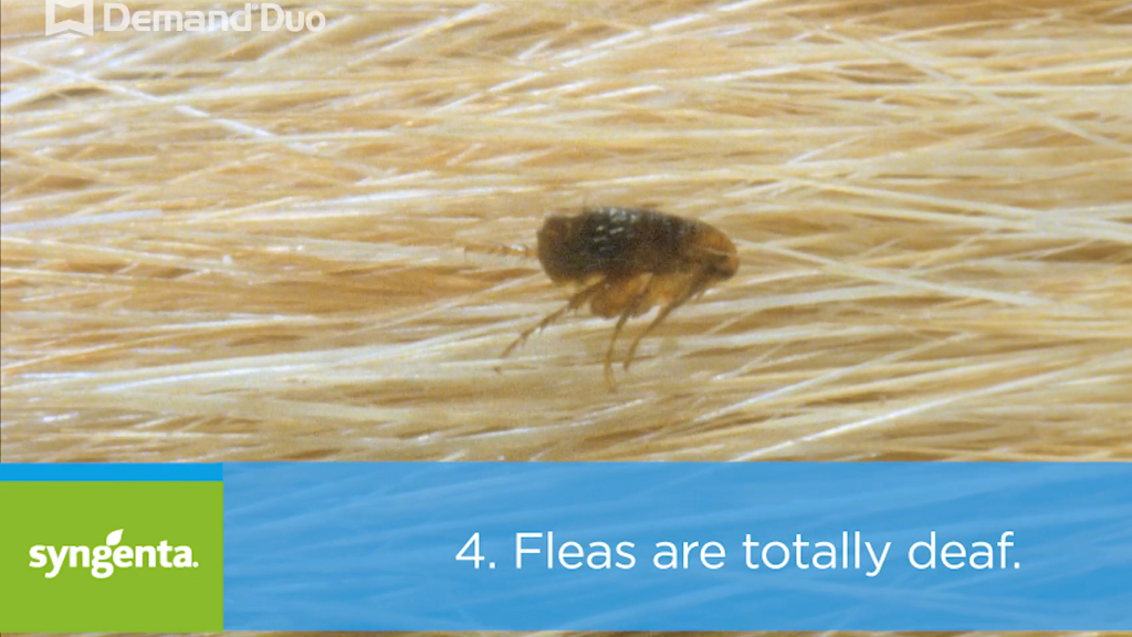 Talking Pest Control: Flea Facts