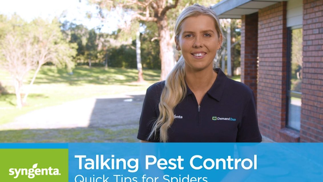Talking Pest Control: Quick Tips for Spider Control