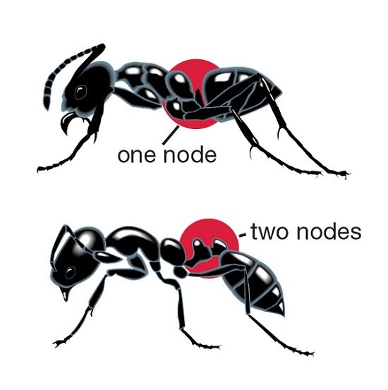 Ant illustrations one_two_nodes