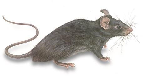 Rat Illustration