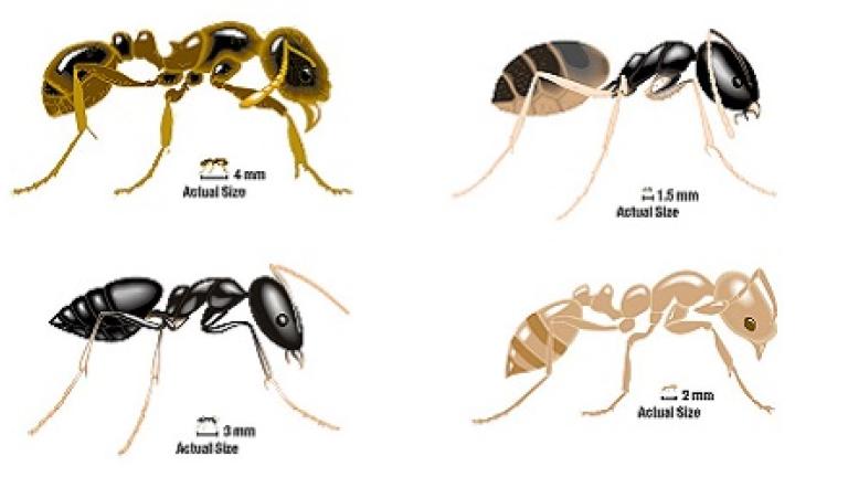 Ant illustration teaser