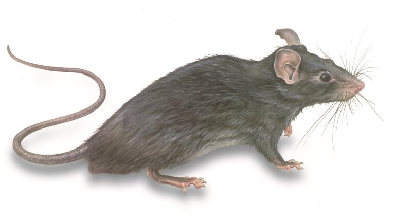 Rat Illustration