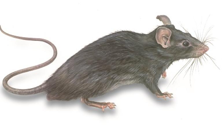 Rat Illustration