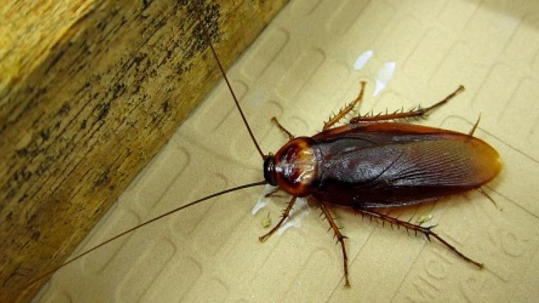 American Cockroach Periplaneta Americana