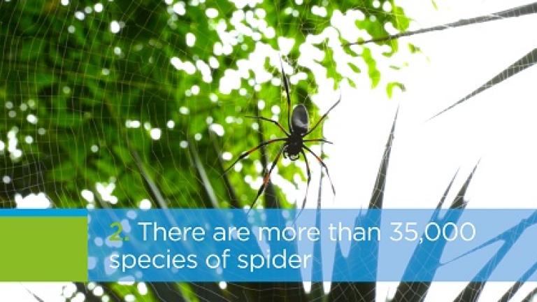 Aimee Spider Facts 
