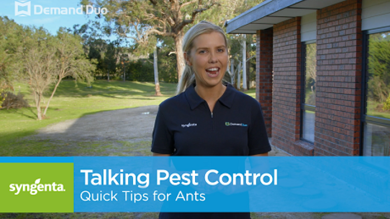 Aimee's Quick Tips for Ant Control