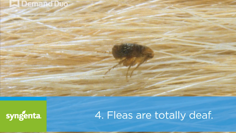 Talking Pest Control: Flea Facts