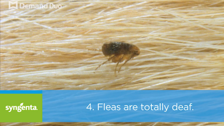 Talking Pest Control: Flea Facts