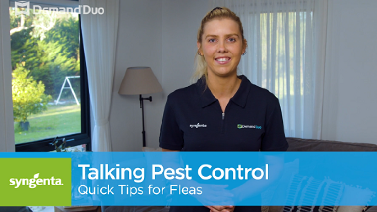 Talking Pest Control: Quick Tips for Flea Control