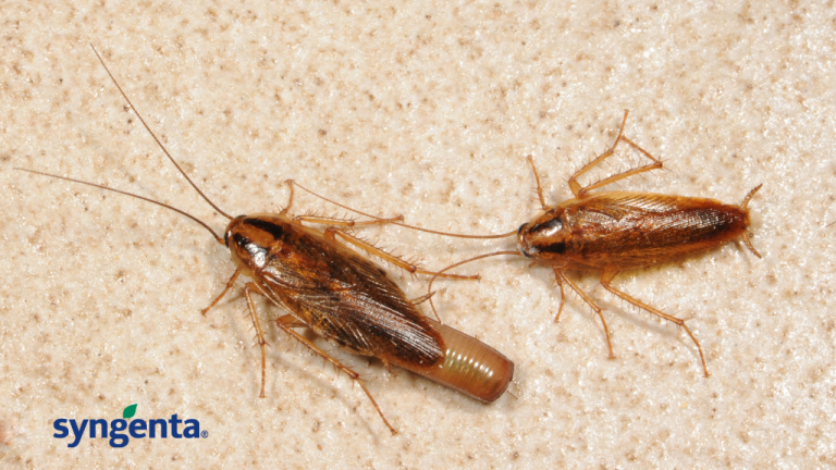 German Cockroach carrying an ootheca (egg case)