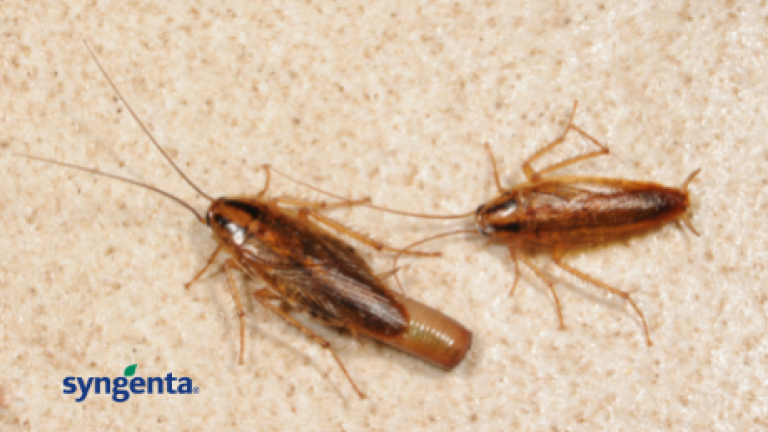 German Cockroach carrying an ootheca (egg case)
