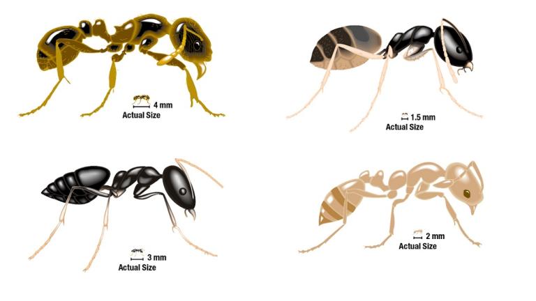 Ant Illustration