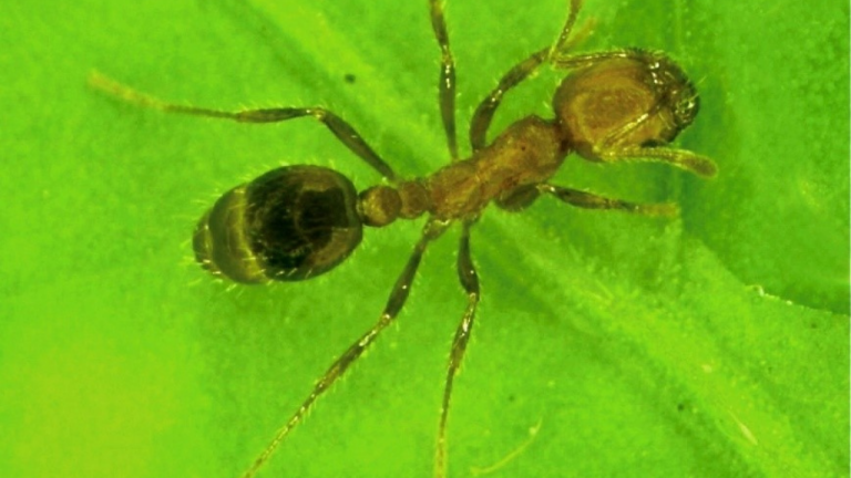 Fire Ant