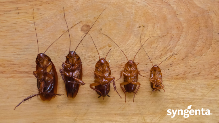 Integrated pest management of German cockroaches - Main image (1132 × 637px)