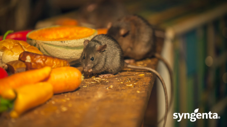 Rodents: Biology, infestation level and control - Main image (1132 × 637px)