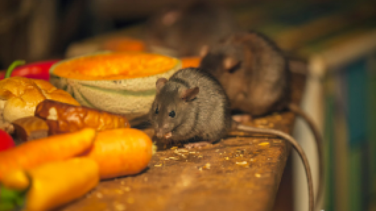 Rodents: Biology, infestation level and control  - Thumbnail image (285 × 214px)