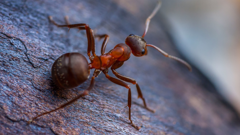 Ants main 2
