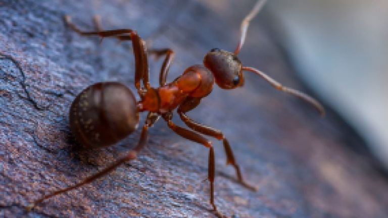Ants teaser 2