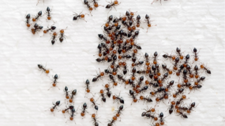 Ants teaser 1