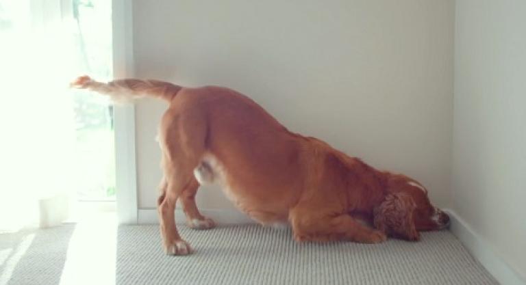 Ben the Termite Detective Dog from Riverside Pest Management