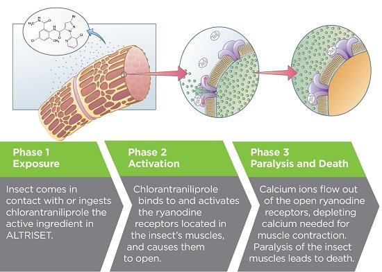 Altriset mode of action diagram