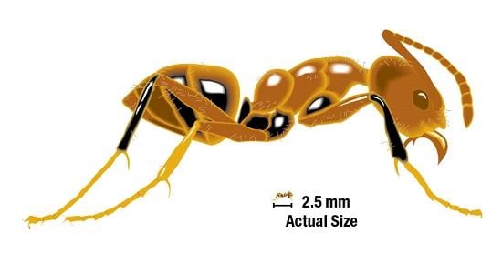 Argentine_Ant