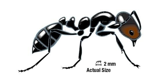 Black_Ant