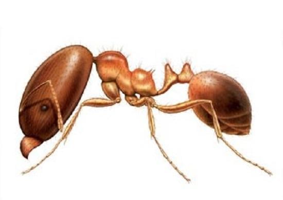 Coastal Brown Ant