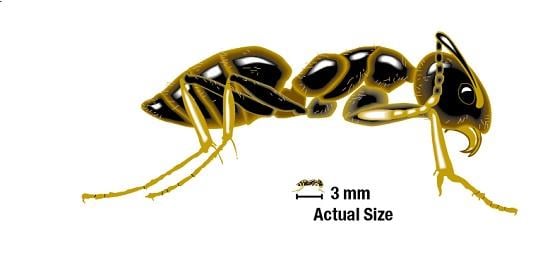 Odorous Ant