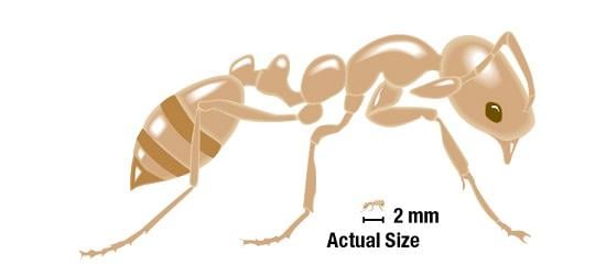 Pharaoh Ant