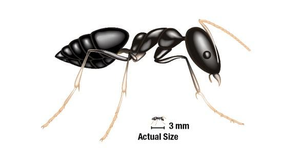 White footed Ant