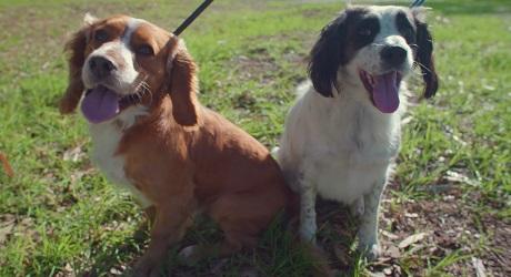 Ben & Alaska - Termite Detective Dogs from Riverside Pest 