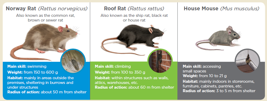 Most common rodent species