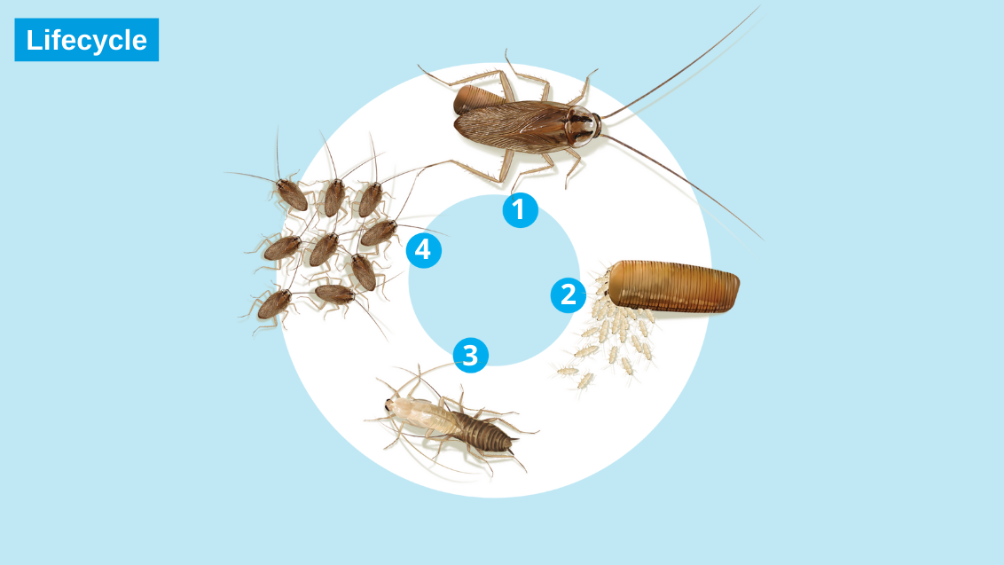 Integrated pest management of German cockroaches - lifecycle