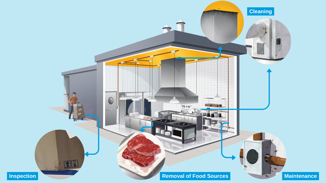 Integrated pest management of German cockroaches - house